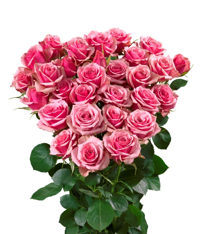 Alexine Spray Rose Interplant Interplant breeder of a wide range of rose varieties