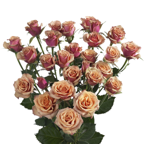 Antigua New Spray Rose Interplant Interplant Roses B.V. Breeder of spray rose varieties