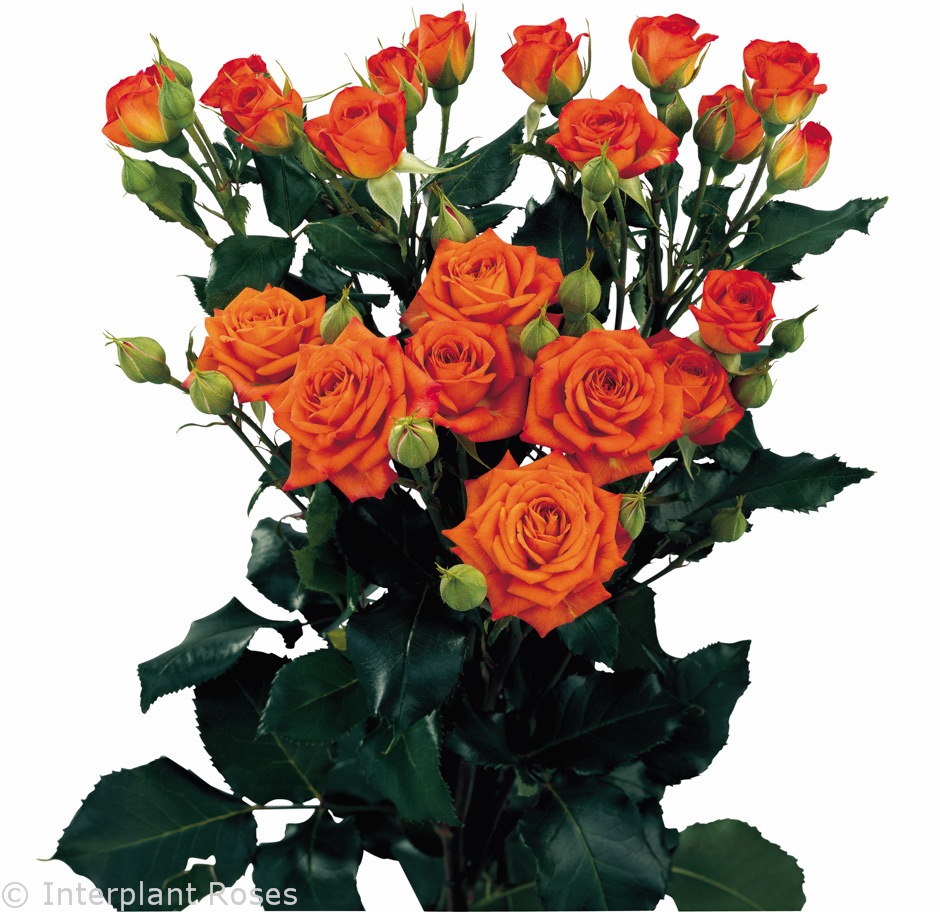Babe spray rose variety Interplant Roses breeder of spray rose varieties