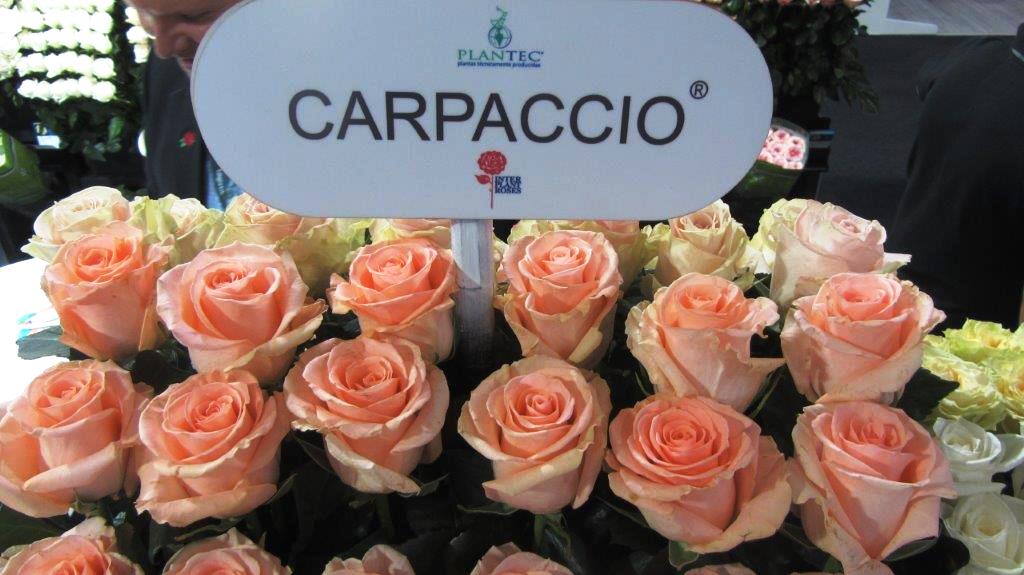 Interplant Roses at the Expo Flor Ecuador 2018 Interplant breeder of various rose varieties