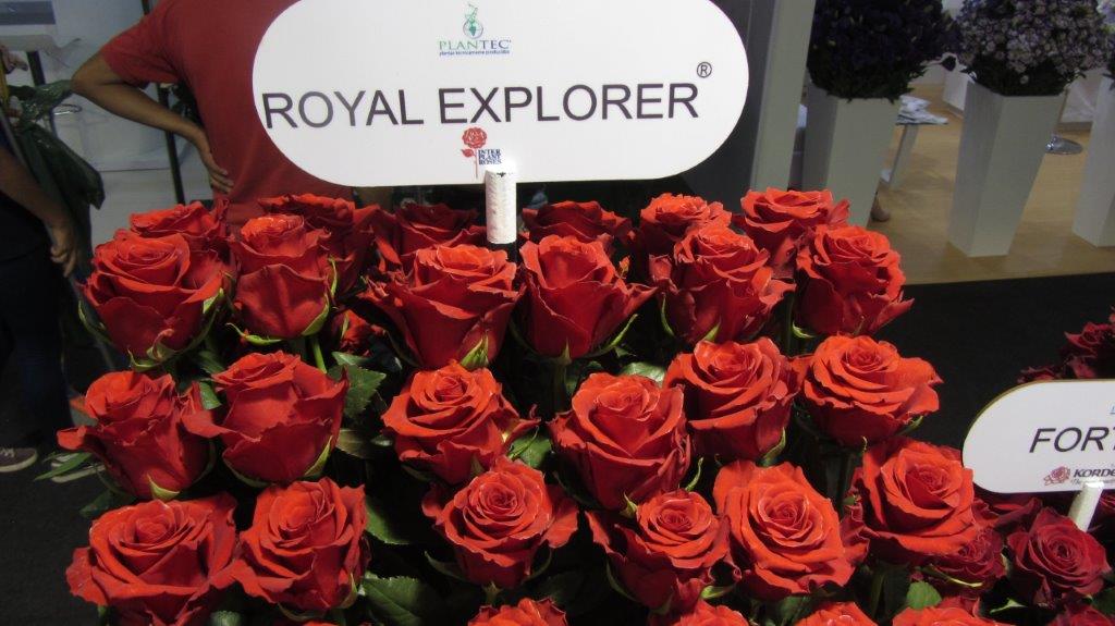 Interplant Roses at the Expo Flor Ecuador 2018