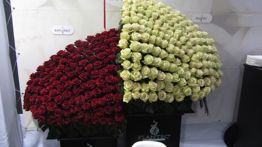 Interplant Roses at the Expo Flor Ecuador 2018 Interplant breeder of various rose varieties