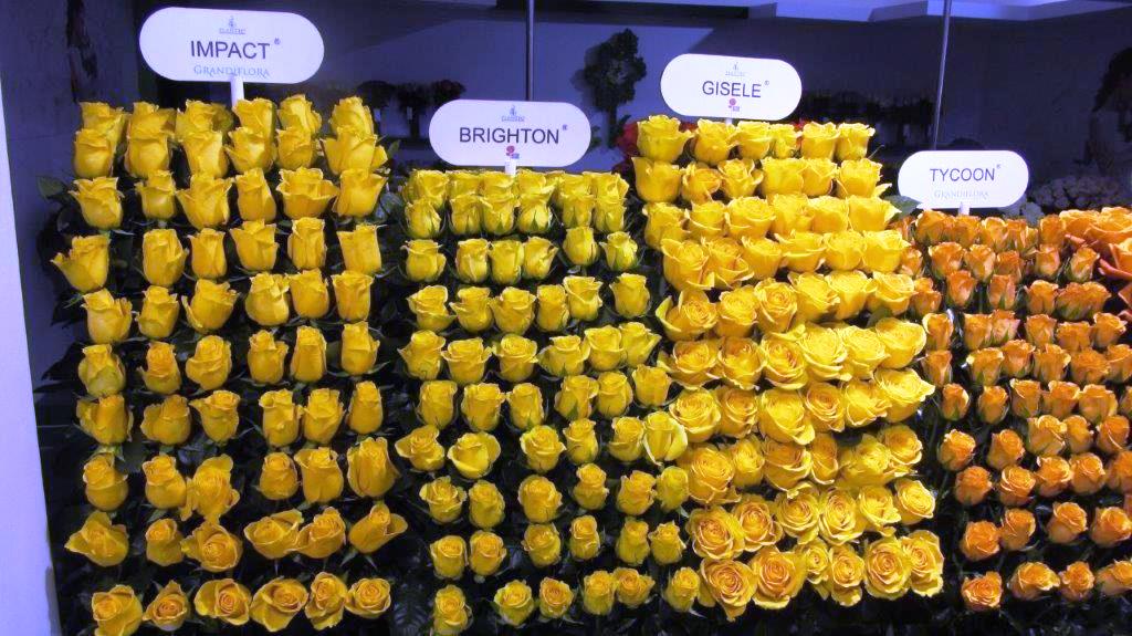 Interplant Roses at the Expo Flor Ecuador 2018 Interplant breeder of various rose varieties