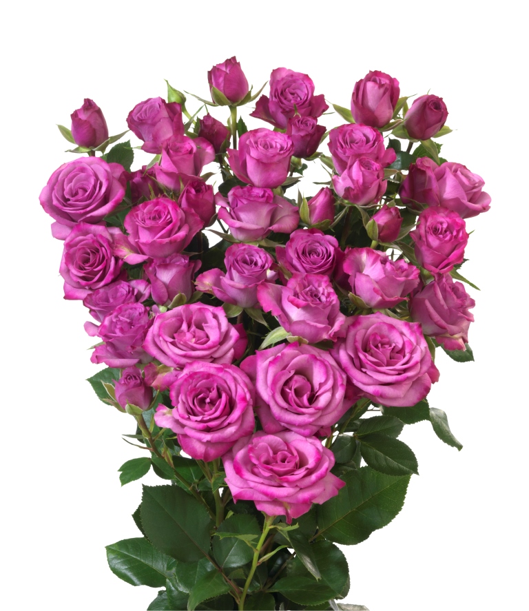 Fiction New Spray Rose Interplant Interplant Roses B.V. Breeder of spray rose varieties