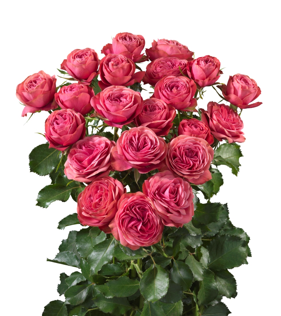 Grand Trendsetter Interplant breeder of a wide range of rose varieties