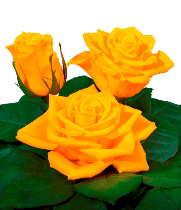 Impact intermediate hybrid tea variety Interplant Interplant breeder of a wide range of rose varieties