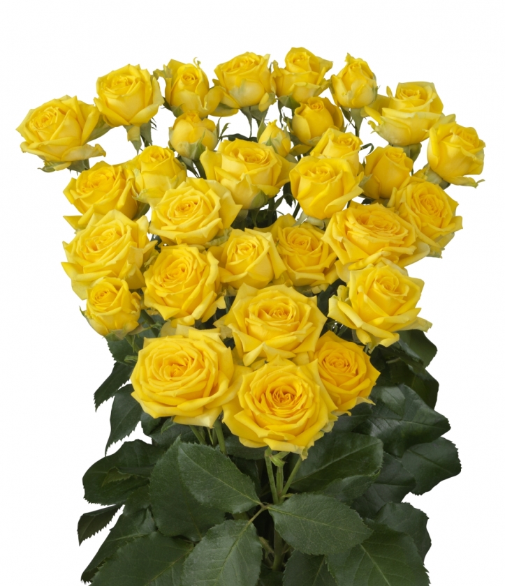 Tarantella Spray Rose Interplant Interplant breeder of a wide range of rose varieties