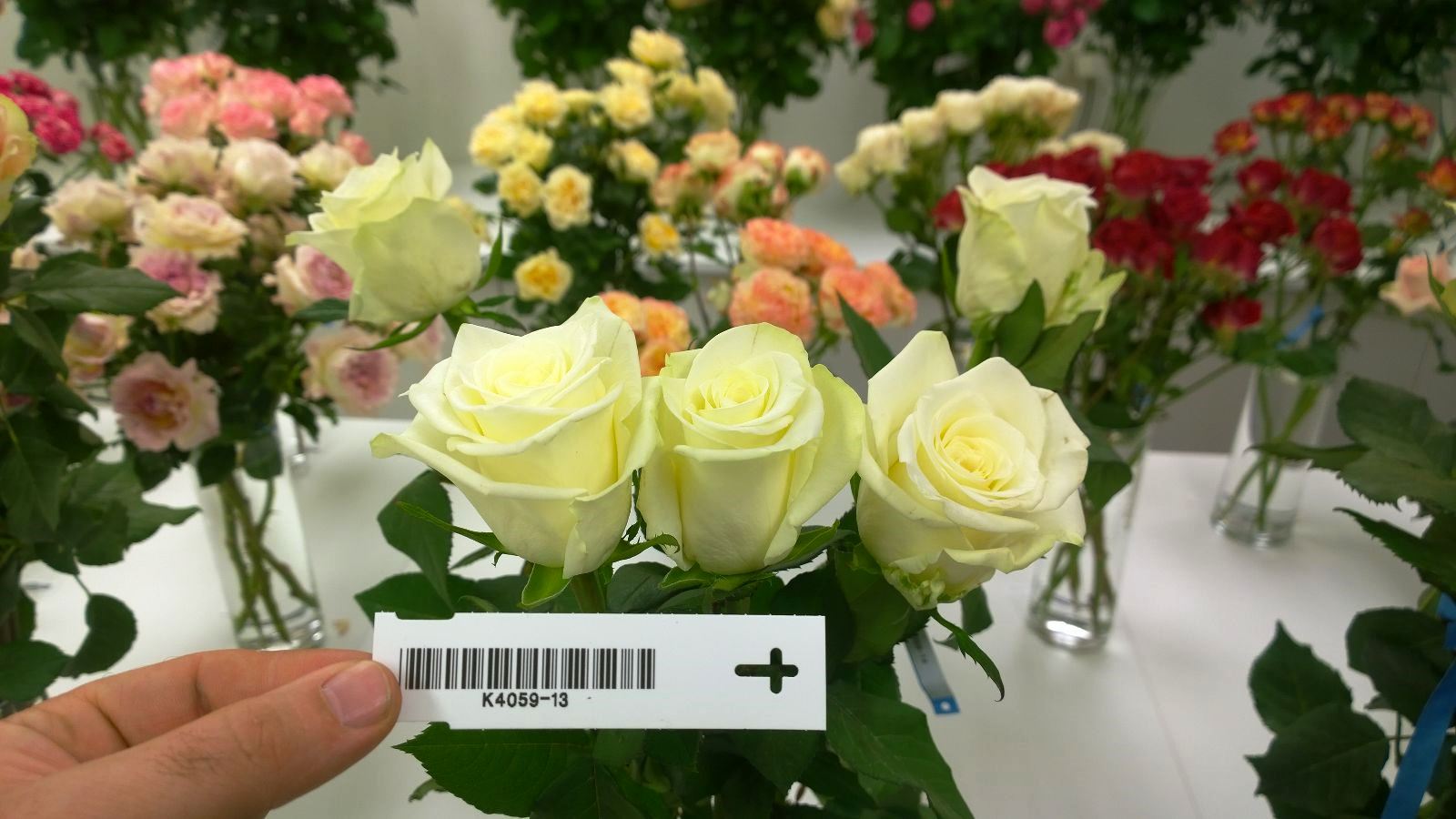 The vaselife room of Interplant Headquarters Holland Interplant breeder of cut rose varieties