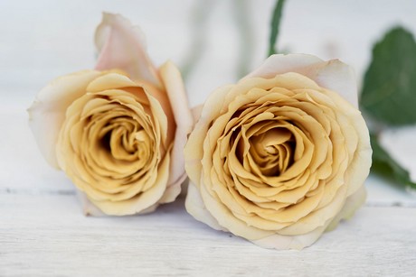 cloud 50 50 mustard rose