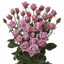 Breeding Spray Roses – Our Premium Spray Rose assortment