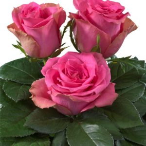 Interplant Breeder Hybrid Tea Rose