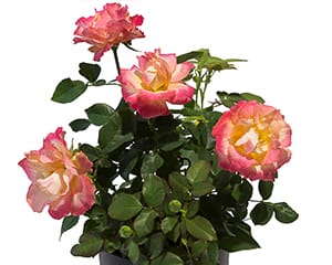 Breeder Interplant Garden Roses