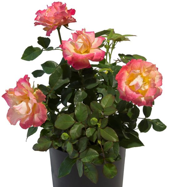 Breeder Interplant Garden Roses