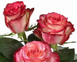 Interplant Roses Breeder Hybrid Tea Rose