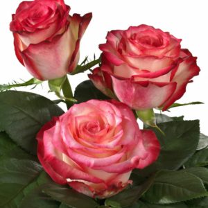 Interplant Roses Breeder Hybrid Tea Rose