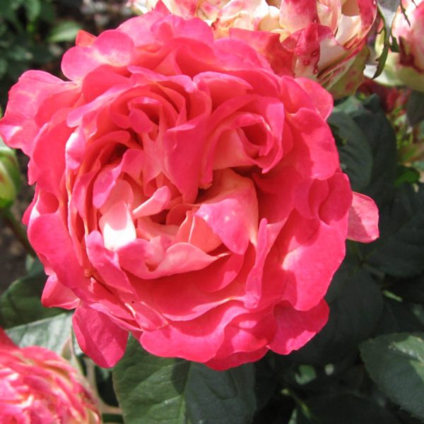 Interplant breeder Ruffle Roses