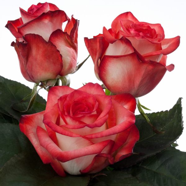 hybrid tea rose breeders Blush