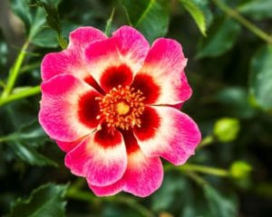 Interplant breeder garden roses