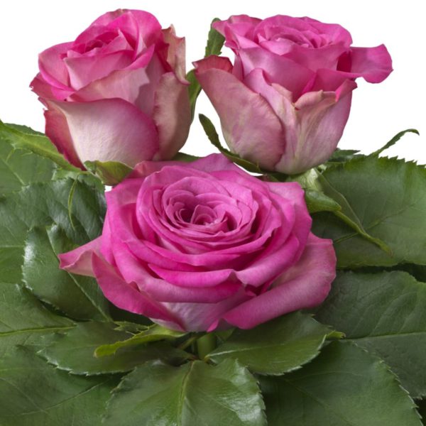 Interplant Roses breeder Intermediate Hybrid Tea Roses
