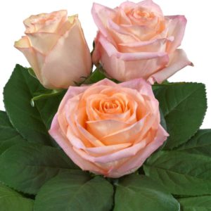 Interplant breeder of hybrid tea rose varieties