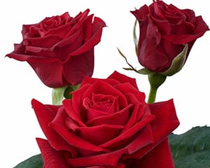 sweetheart rose breeding Red Adore