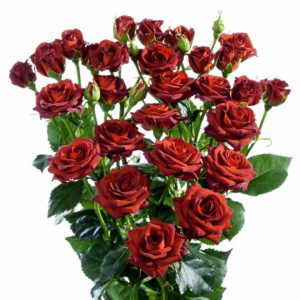 Interplant Roses B.V. Breeder of spray rose varieties