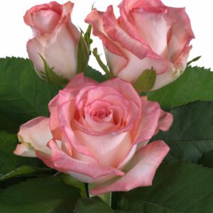 Interplant breeder Sweetheart roses