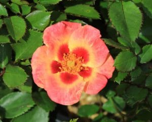 Garden Roses Breeder Interplant