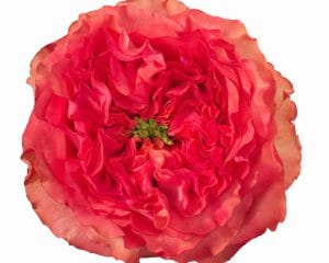 Interplant breeder of new types of roses