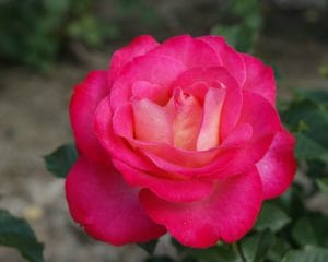 Interplant breeder Garden Roses
