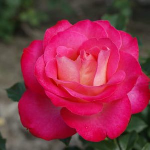 Interplant breeder Garden Roses