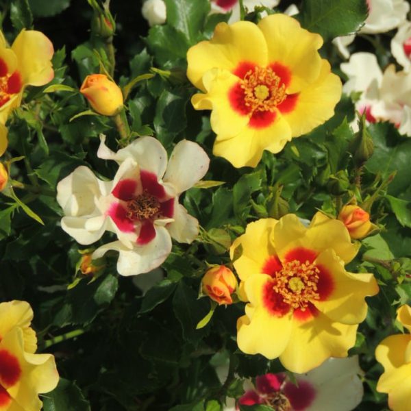 Breeder Interplant Leersum Garden Roses
