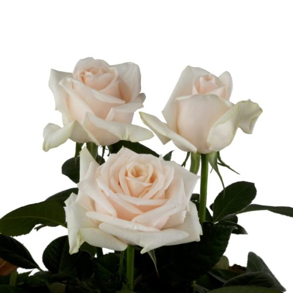 Interplant breeder various rose varieties