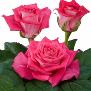 hybrid tea rose breeders Crossfire