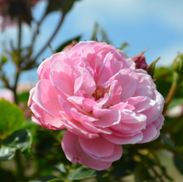 Interplant breeder of garden roses