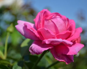 interplant garden rose breeder