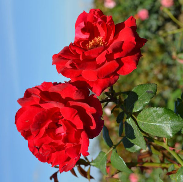 Interplant breeder of garden rose varieties