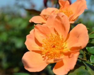 garden rose varieties Interplant