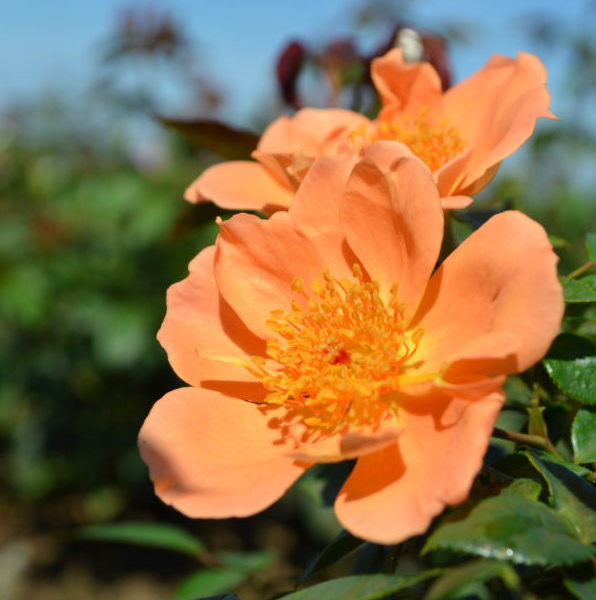 garden rose varieties Interplant