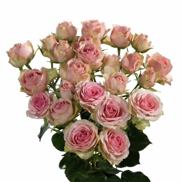 premium spray rose breeders Dinara