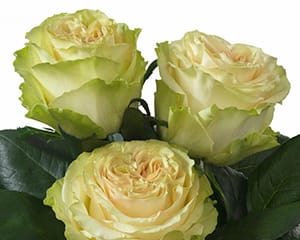 Interplant Roses breeder various rose varieties