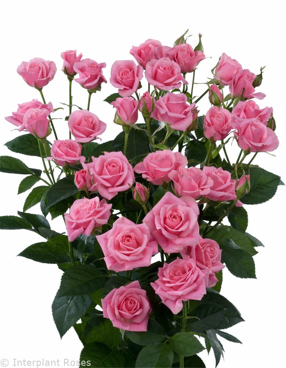 Eileen® - Interplant Roses