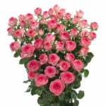 Search - Interplant Roses