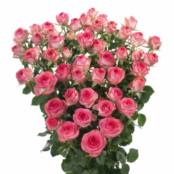 pink spray roses premium Fabiola