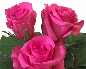 Interplant breeder Sweetheart Roses