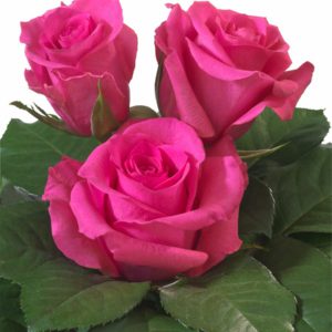 Interplant breeder Sweetheart Roses