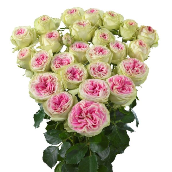 Interplant Roses breeder of spray rose varieties