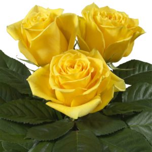 Interplant breeder of Intermediate Hybrid Tea Roses
