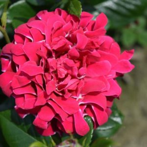 Interplant breeder Ruffle Roses