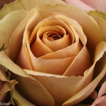 on cloud 50 50 mustard rose